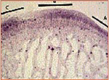 兔骨关节炎体内模型(OA检测)