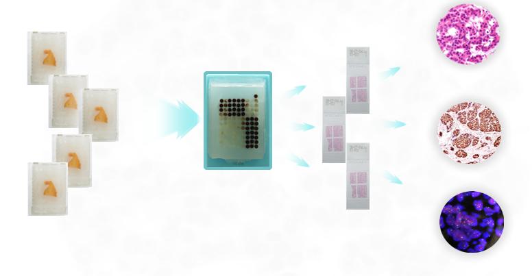 科研技术服务（组织芯片/组织cDNA芯片定制，多色免疫荧光，IHC，FISH，qPCR等）