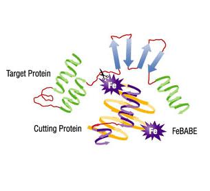 Pierce Protein Interaction Mapping Kit 蛋白质互作作图试剂盒