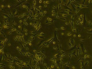 PriCells-大兔主动脉内皮细胞