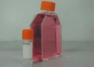 抗His标签兔多克隆抗体