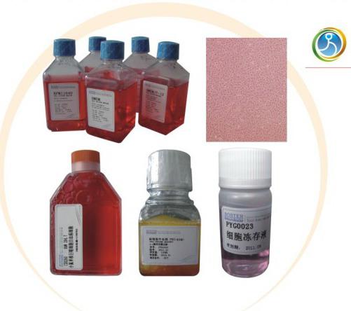 大鼠肾小球系膜细胞EC(HBZY－1)