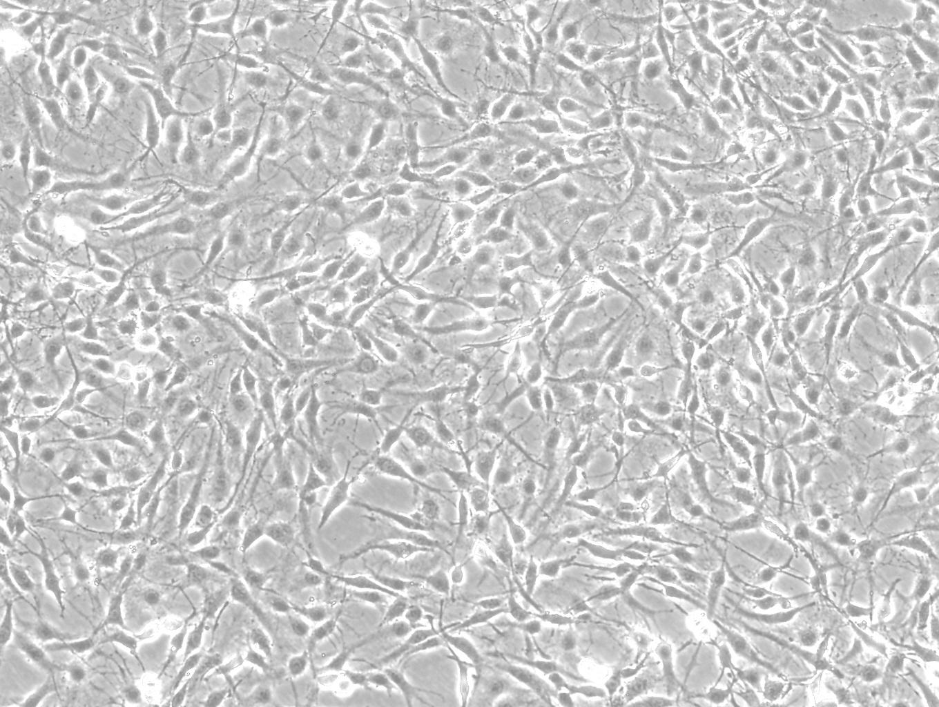 C6大鼠脑胶质瘤细胞