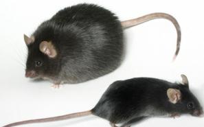 ob/ob小鼠（II型糖尿病小鼠）