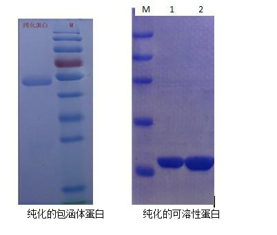 载体构建 实验课题服务 载体构建服务外包价格 原核/真核表达 课题/技术/外包/实验服务