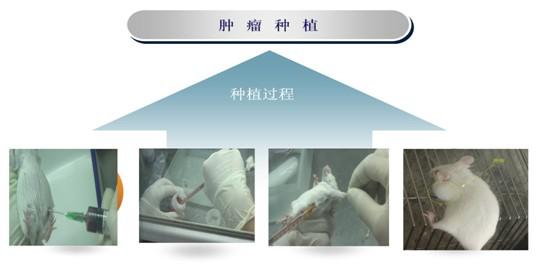 神经系统疾病动物模型，肿瘤动物模型，心血管疾病模型，抗炎镇痛解热模型 课题/技术/外包/实验服务