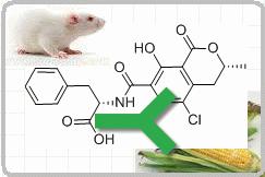 小鼠抗赭曲霉素