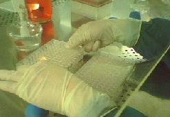 小鼠抗A型流感M2e