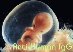 小鼠抗人IgG（Fab）