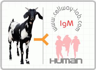 山羊抗人IgM（u链）