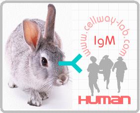 兔抗人IgM