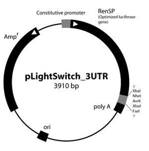 FOS 3'UTR报告基因载体