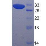 Toll样受体10(TLR10)重组蛋白(多属种)