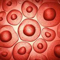 CRISPR/Cas9基因编辑/细胞基因敲除