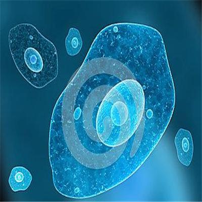 小鼠脾脏成纤维样细胞；C57/B6-SPL