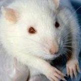 心肌缺血动物模型