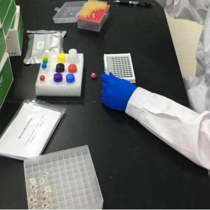 小鼠血管内皮细胞生长因子受体-3(VEGFR-3/Flt-4)Elisa试剂盒