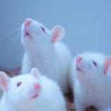 坐骨神经夹持损伤模型制备