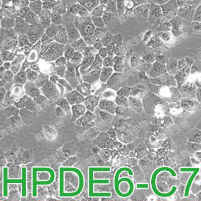 HPDE6-C7人正常胰腺导管上皮细胞|HPDE6-C7细胞|人正常胰腺导管上皮细胞|HPDE6-C7细胞|人正常胰腺导管上皮细胞|HPDE6-C7