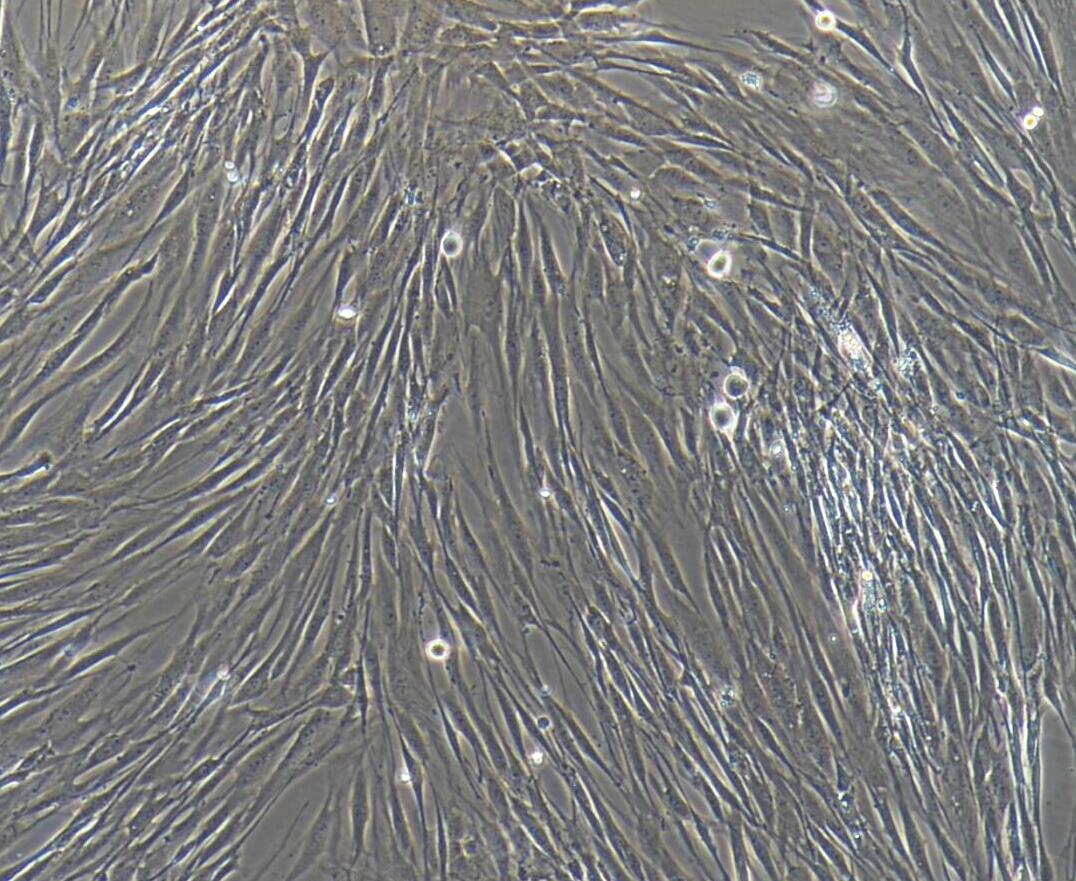 小鼠卵巢癌细胞(ID8)