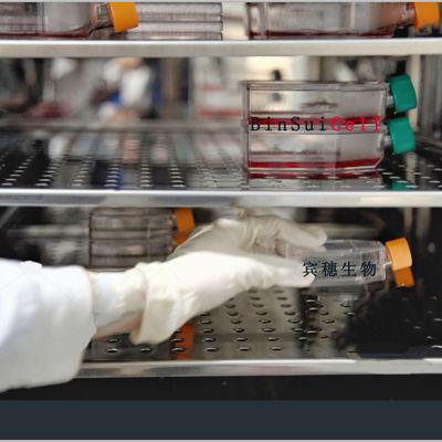 NR-8383大鼠肺泡巨噬细胞系全年优惠