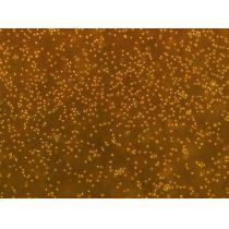 ​大鼠原代角质形成细胞