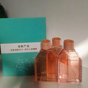 MCF7/Taxol人乳腺癌紫杉醇耐药株