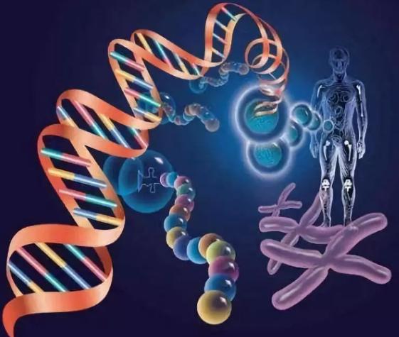 pGL4.29[luc2P-CRE-Hygro]质粒