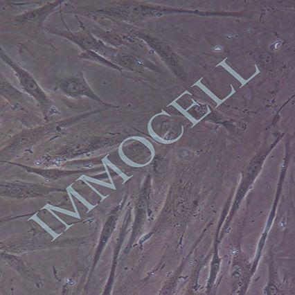 HFLS-RA 类风湿关节炎成纤维样滑膜细胞