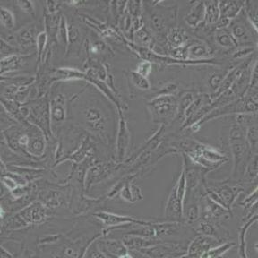 J82人膀胱移行细胞癌(带STR鉴定)