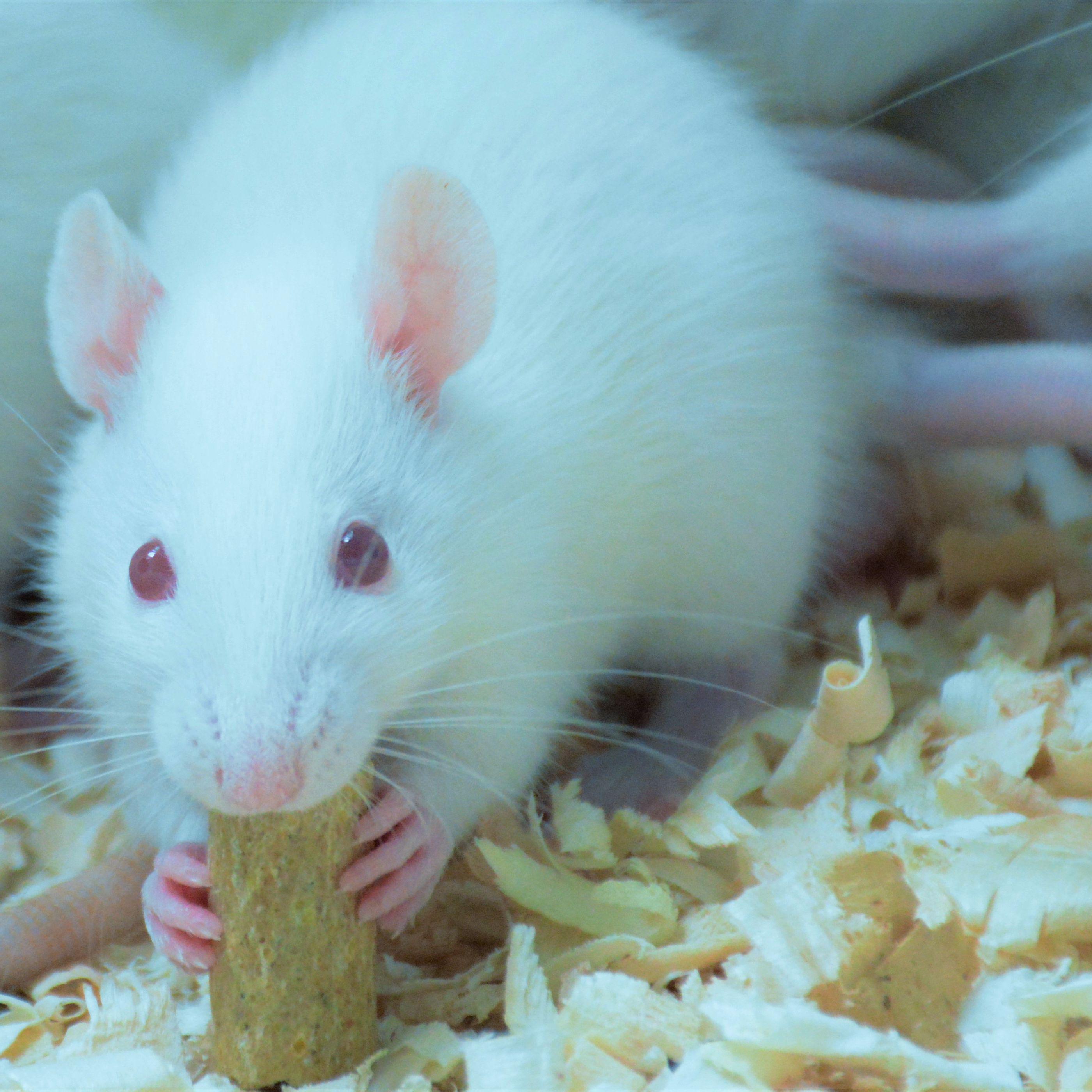 非酒精性脂肪肝模型构建服务