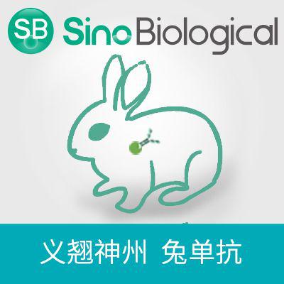 Fetuin B|Fetuin B antibody|Fetuin B抗体|Anti-Mouse 兔单抗