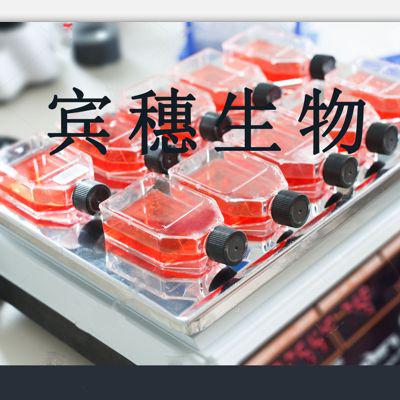 PK 15 Cells;猪肾体外血清培养细胞|配套完全培养基