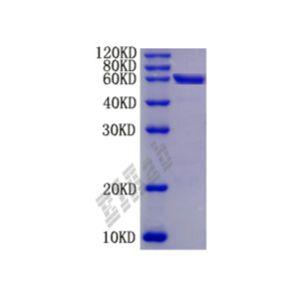 重组小鼠Masp2蛋白