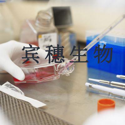 MLTC-1;小鼠睾丸间质细胞瘤扩增性好细胞|配套专用培养基