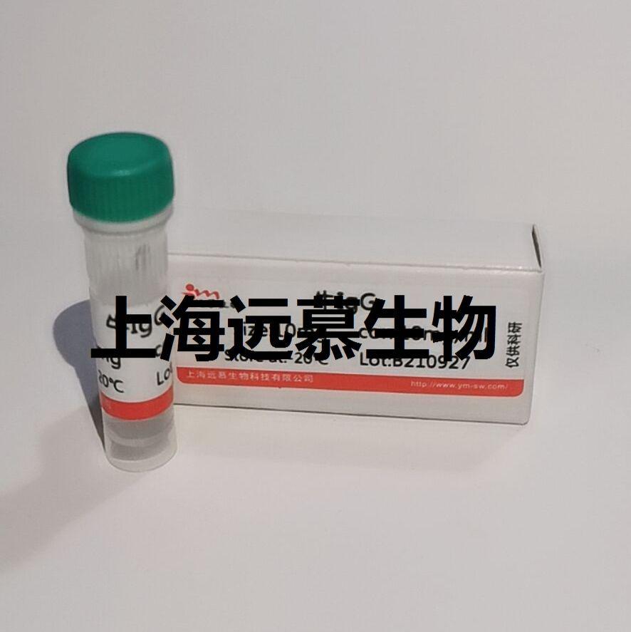 肿瘤/睾丸抗原26抗体