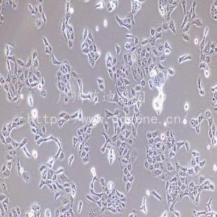HacaT/人永生化表皮细胞