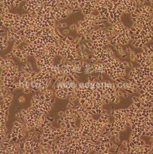 J774A.1/小鼠单核细胞巨噬细胞