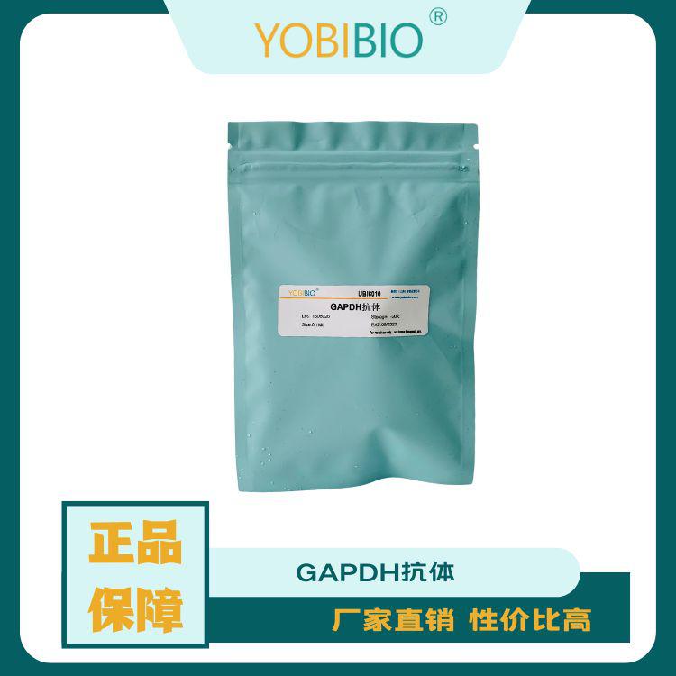 GAPDH抗体