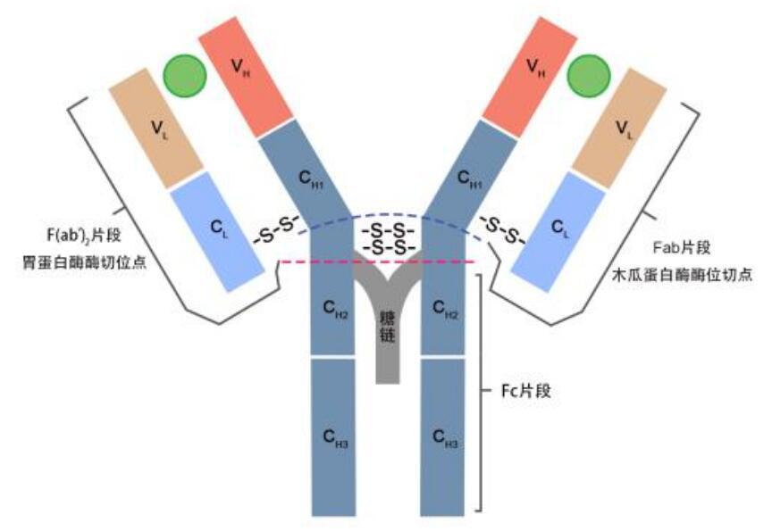 Semaphorin-4D/CD100 (E5C3B) XP® Rabbit mAb