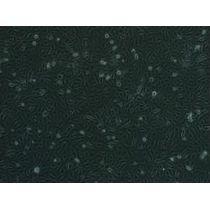 ​大鼠原代心肌细胞