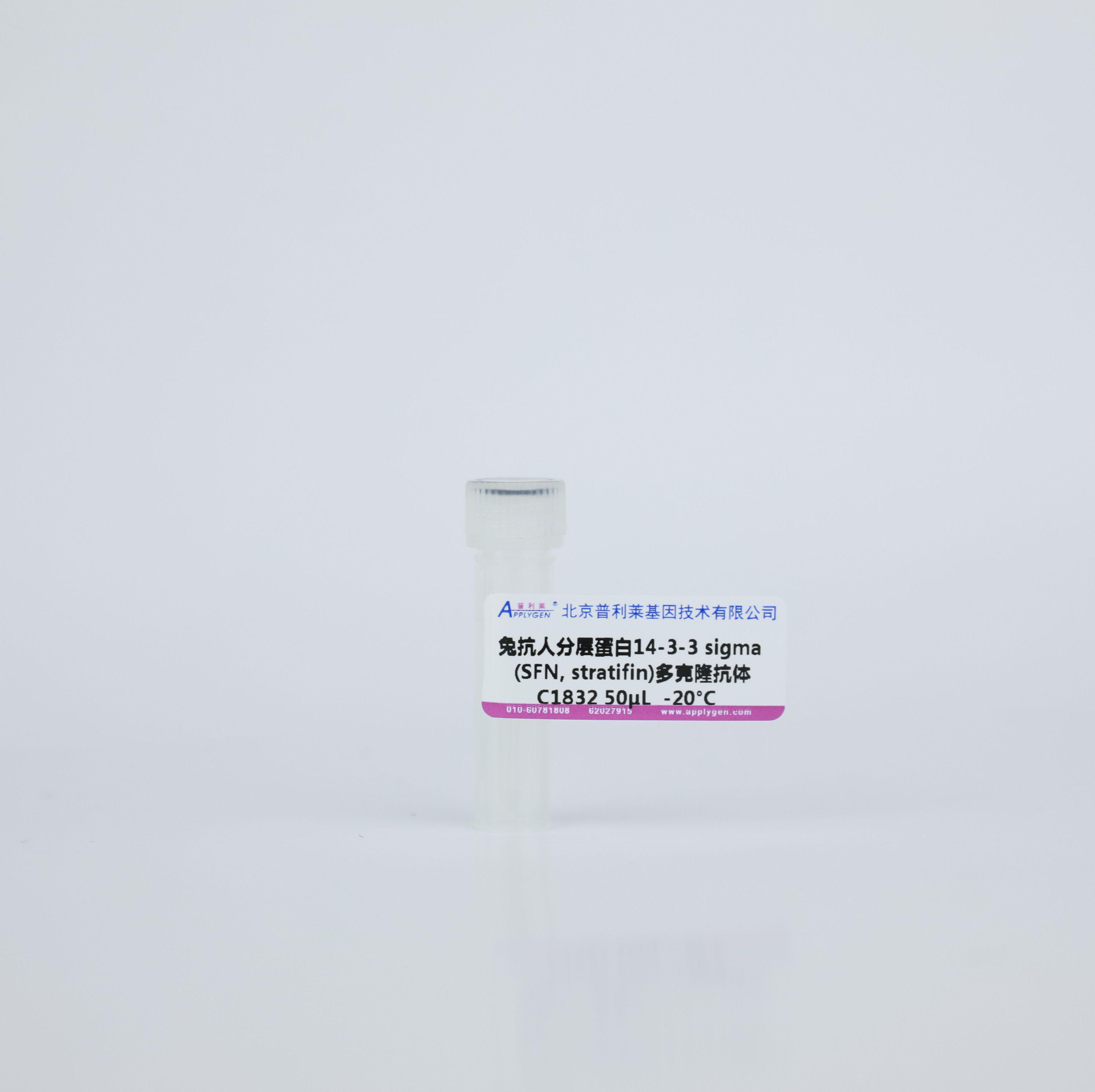 兔抗人分层蛋白14-3-3 sigma (SFN, stratifin)多克隆抗体C1832