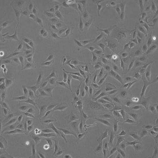 SW 780人膀胱移行细胞癌实验