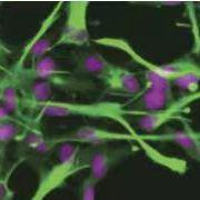 C518 大鼠膝关节软骨细胞