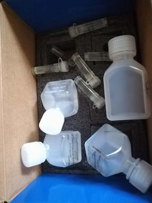 活体细胞氧化应激活性氧（ROS）原位荧光染色试剂盒（羟自由基）