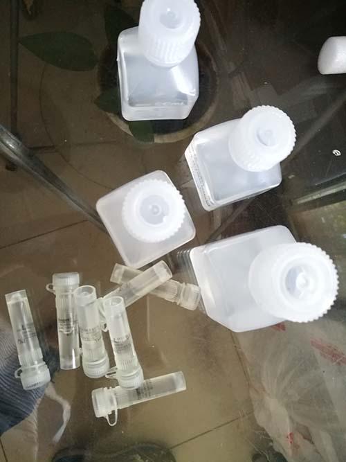 鲤疱疹病毒Ⅱ型（CyHV-2）核酸检测试剂盒（恒温荧光法）