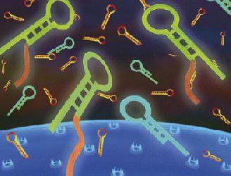 细胞瞬时转染/瞬时转染/转染