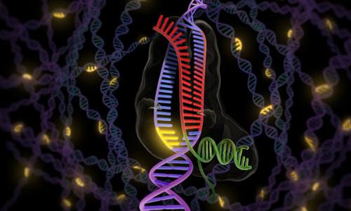 稳转株构建/稳定转染/siRNA干扰稳转株构建/过表达稳转株构建/micro稳转株构建