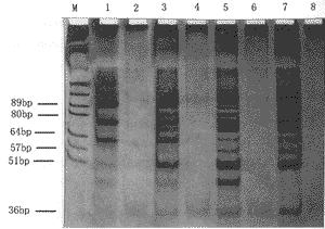 端粒酶活性检测