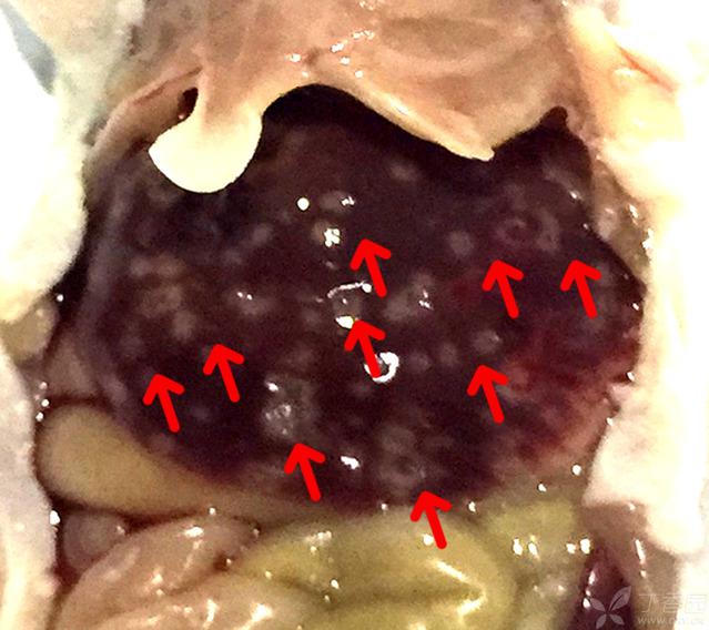 脾脏注射肝转移模型/肿瘤转移模型